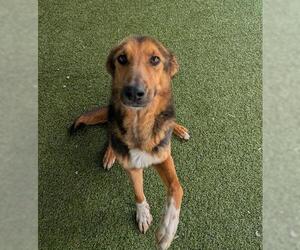 German Shepherd Dog-Unknown Mix Dogs for adoption in San Martin, CA, USA