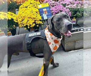Great Dane-Unknown Mix Dogs for adoption in Las Vegas, NV, USA