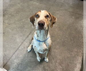 Catahoula Leopard Dog-Unknown Mix Dogs for adoption in Tavares, FL, USA
