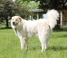golden pyrenees dog