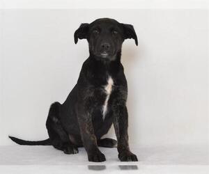 German Shepherd Dog-Unknown Mix Dogs for adoption in Oroville, CA, USA