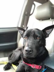 Shepradors Dogs for adoption in Williston, VT, USA