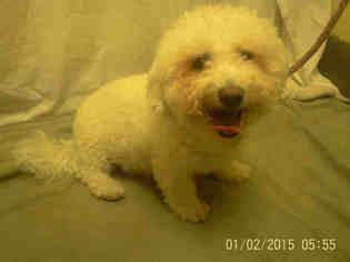 Bichon Frise Dogs for adoption in Forestville, MD, USA