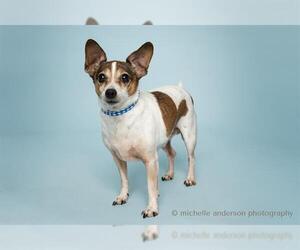 Chihuahua-Unknown Mix Dogs for adoption in Corona, CA, USA