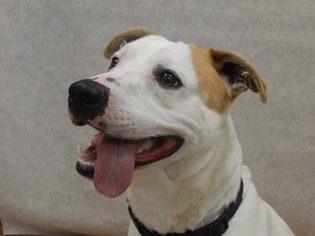 American Staffordshire Terrier-Unknown Mix Dogs for adoption in Portland, IN, USA