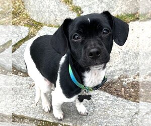 Medium Photo #1 Jack-Rat Terrier Puppy For Sale in Wakefield, RI, USA