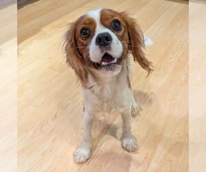 Cavalier King Charles Spaniel Dogs for adoption in Vail, AZ, USA