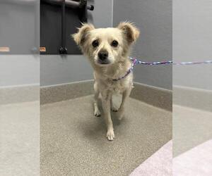 Chihuahua-Unknown Mix Dogs for adoption in Las Vegas, NV, USA