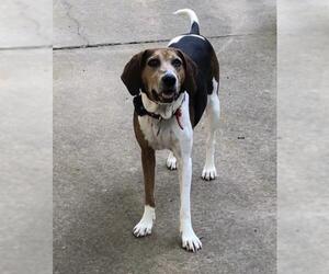 Treeing Walker Coonhound Dogs for adoption in Euless, TX, USA