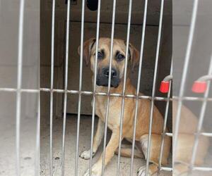 Black Mouth Cur-Unknown Mix Dogs for adoption in Oklahoma City, OK, USA