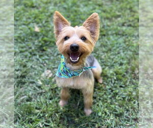 Mutt Dogs for adoption in Allentown,, PA, USA