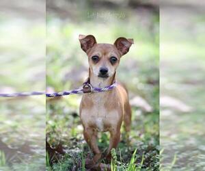 Chipin Dogs for adoption in Shreveport, LA, USA