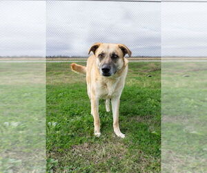 Mutt Dogs for adoption in Abbeville, LA, USA