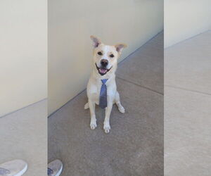 Huskies -Labrador Retriever Mix Dogs for adoption in McKinney, TX, USA