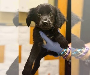 Retriever -Unknown Mix Dogs for adoption in Westwood, NJ, USA