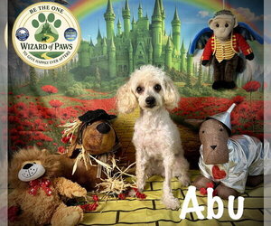 Poodle (Miniature) Dogs for adoption in Arcadia, FL, USA