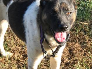 Akita Dogs for adoption in Dalzell, SC, USA
