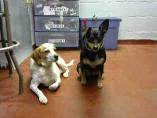 Chipin Dogs for adoption in Atlanta, GA, USA