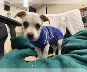 Chihuahua-Unknown Mix Dogs for adoption in Redwood City, CA, USA