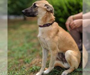 Saluki Dogs for adoption in Atlanta, GA, USA