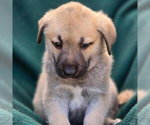 Labrador Retriever-Unknown Mix Dogs for adoption in San Diego, CA, USA