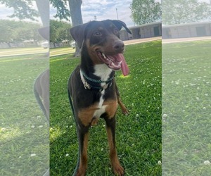 Doberman Pinscher-Unknown Mix Dogs for adoption in Oakhurst, NJ, USA