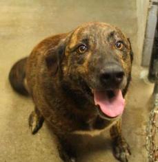 Plott Hound Dogs for adoption in Woodside, NY, USA