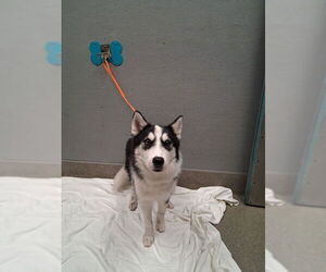 Huskies -Unknown Mix Dogs for adoption in Las Vegas, NV, USA