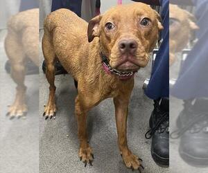 Unknown-Vizsla Mix Dogs for adoption in Forestville, MD, USA