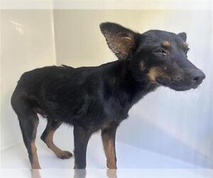 German Shepherd Dog-Unknown Mix Dogs for adoption in Houston, TX, USA