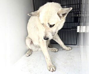 Siberian Husky-Unknown Mix Dogs for adoption in Houston, TX, USA