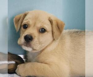 Labrador Retriever-Unknown Mix Dogs for adoption in San Antonio, TX, USA