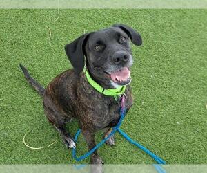 Labrador Retriever-Unknown Mix Dogs for adoption in Las Vegas, NV, USA
