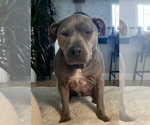 American Pit Bull Terrier Dogs for adoption in Mission Viejo, CA, USA