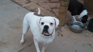 Bulloxer Dogs for adoption in Pena Blanca, NM, USA