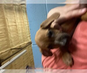 Mutt Dogs for adoption in Quitman, MS, USA