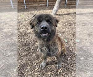 Chow Chow-Unknown Mix Dogs for adoption in Plano, TX, USA