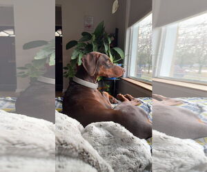 Doberman Pinscher Dogs for adoption in Aurora, OH, USA