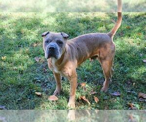 Chinese Shar-Pei Dogs for adoption in Louisville, KY, USA