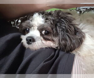 Zuchon Dogs for adoption in Westmont, IL, USA