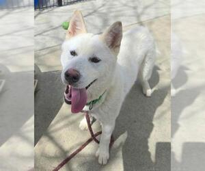 Siberian Husky Dogs for adoption in Sacramento, CA, USA