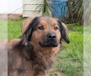 German Shepherd Dog Dogs for adoption in Shreveport, LA, USA