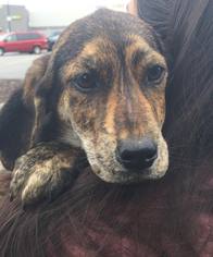 Bluetick Coonhound Dogs for adoption in Alexander, AR, USA