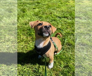 Jack-A-Poo Dogs for adoption in Bellevue, WA, USA