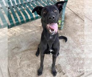 German Shepherd Dog-Unknown Mix Dogs for adoption in Modesto, CA, USA