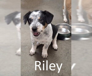 Mutt Dogs for adoption in Mountain View, AR, USA