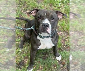 American Staffordshire Terrier-Unknown Mix Dogs for adoption in Fort Lauderdale, FL, USA