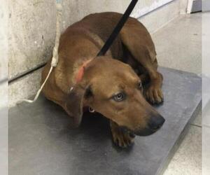 Rhodesian Ridgeback Dogs for adoption in Riverside, CA, USA