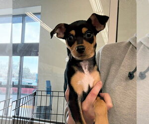 Chiweenie Dogs for adoption in Chico, CA, USA