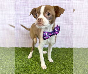 Chihuahua-Unknown Mix Dogs for adoption in Corona, CA, USA